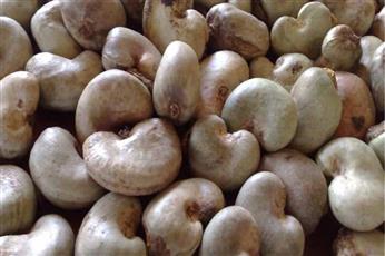 Raw cashew