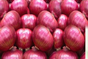 Onion