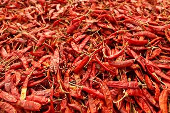 Red Chilies